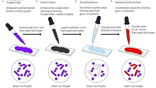 Gram Staining Microbiology L2 Explanation in Gujarati GPSSB Laboratory technician [upl. by Adliwa]