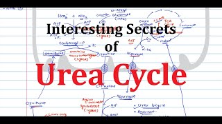 7 Urea Cycle  Urea Bicycle  Aspartate Arginosuccinate shunt  Protein Metabolism [upl. by Ecnar]