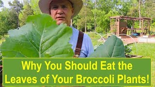 Why You Should Eat the Leaves of Your Broccoli Plants [upl. by Gans]