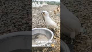 Hungry Goose 🦢 Eats 9 Fish 🤯 [upl. by Dallas]