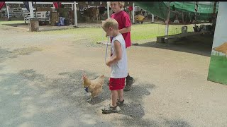 Trumbull County Fair opens with Free Admission Day [upl. by Enogitna895]