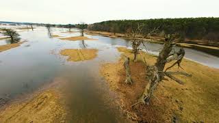 Varta river floodplain on the Rogalinek meadows among the old oaks [upl. by Tisbee]