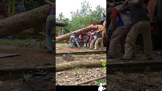 The process of loading the log into the truck  Hard Workers [upl. by Yrred]