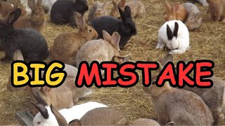 Mistakes to Avoid when Raising Rabbits [upl. by Eak]