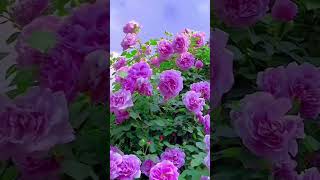 Beautiful natural flowerflowers roseflowergarden tradingreelsviralshorts viralvideo natural [upl. by Reyna]