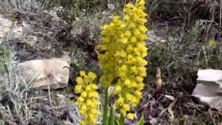 Orchis punctulata  Cyprus [upl. by Ayama473]