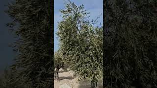 EylenPolateliKilis zeytin olive [upl. by Veronica]