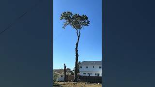 Big tree Timberworks cutting 🌲⚔️treecutting treeremoval shorts [upl. by Bohaty]