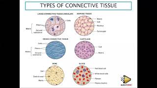 Grade 10 life science connective tissues and nerve tissues animal tissues ThunderEDUC M SAIDI [upl. by Ecinuahs889]