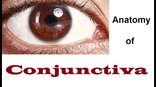 Anatomy Of Conjunctiva 12 [upl. by Ailemac]