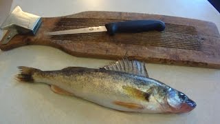 How To 7 Filleting Walleye for Beginners Regular Fillet Knife [upl. by Norak]