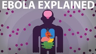 The Ebola Virus Explained — How Your Body Fights For Survival [upl. by Rieth]