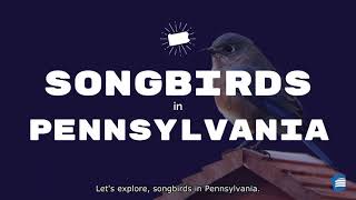 Explore Songbirds in Pennsylvania [upl. by Gernhard]