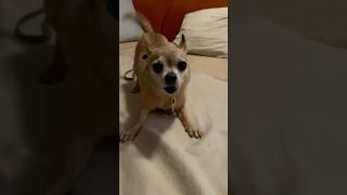 Chihuahua dog Barking  Chihuahua barking cute cutedog shorts funny [upl. by Annayat]