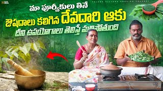 Devadaru aakuBenefits of Devadaru aakubenefits of eating devadaru leavesదేవదారు చెట్టు [upl. by Sylvan296]