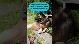 Sabías como debes de actuar cuando encuentras un perro abandonado [upl. by Riki]