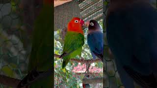 Smart lovebird Parrot  Little cute lovebird 🦜🥰 bird lovebirds [upl. by Ballard461]