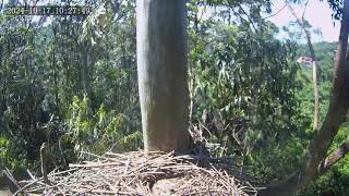 Zimbali Estate Crowned Eagle Live Stream 20241014 0819 [upl. by Nalehp56]