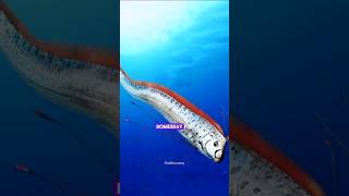 Doomsday Fish Found Rare Oarfish Washes😲 shorts [upl. by Adamson324]