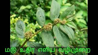 ம௫ உதிர எளிய வழிமுறை  Wart Removal Home Remedy Tamil [upl. by Talanta189]