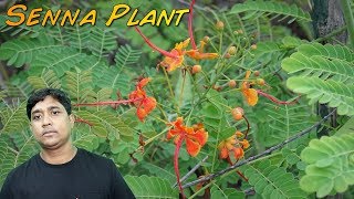 Incredible Benefits and Uses Of Senna Plant [upl. by Adriena]