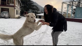 FIRST SNOWFALL OF THE YEAR  DHARAMSALA HIMACHAL PRADESH  TIBETAN VLOGGER YANGDON LA [upl. by Airdnaz]