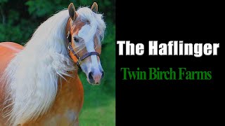 TWIN BIRCH FARMS HAFLINGERS  NEW YORK [upl. by Scheer]