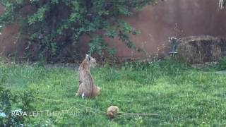 Wild Bobcat Family three kittens and their mama Our Backyard Placitas NM [upl. by Nica]