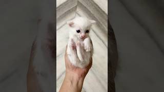 Kitten meowing catvoice catsound thecatlife [upl. by Dieterich777]