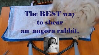 The BEST way to shear an angora rabbit [upl. by Nabatse]