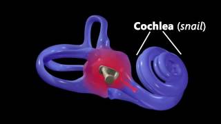 Hearing Ear Anatomy amp Auditory Transduction [upl. by Durning]