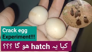 Kia ye crack egg hatch ho jaye ga Teeter chicks ki ab kiya halat hai [upl. by Stinky]