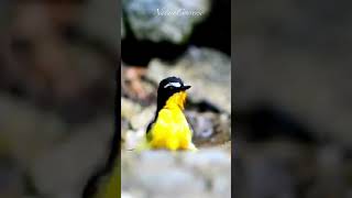 Beautilful Yellow rumped flycatcher nature shorts [upl. by Osric]