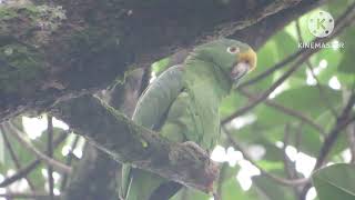 yellowfronted parrot arrives at the snail tree [upl. by Lleret]