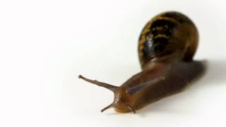 Snail in super slow motion with some camera movement [upl. by Lenna]