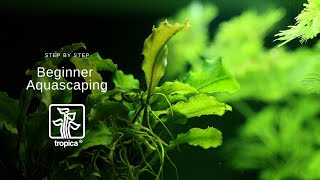 Complete Step by Step Guide to Aquascaping [upl. by Henri]