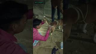 Injured dog treatment AnimalHelpGroup animalrescue woundcarevegandoglover pratapgarh love [upl. by Lliw]