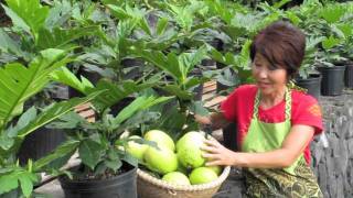 Chef Olelo Paa at Kona Ulu nursery with Maafala trees [upl. by Furmark643]