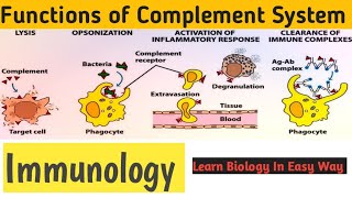 Functions of complement system  Immunology bsczoology [upl. by Acinoev]