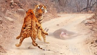 Tigress Tries Stealing Huge Male’s Meal [upl. by Odlo564]