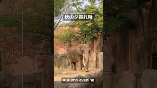 【アフリカゾウ 八木山動物公園】紅葉とアフリカゾウのベン｜Ben the African elephant with autumn leaves zoo yagiyamazoo [upl. by Dirfliw582]