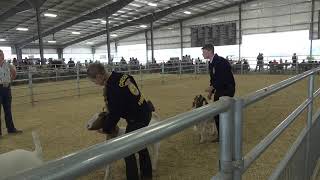 Umatilla County Fair 2024 4HFFA Goat Showmanship [upl. by Aitnahs]