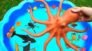 Learn Sea Animal and Wild Zoo Animals Names Video Toys For Kids [upl. by Hesper123]