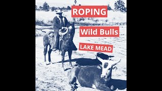 Roping wild bulls at Lake Mead [upl. by Vince]