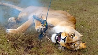 20 Most Horrifying Moments of Animals Being Electrocuted [upl. by Fransis]