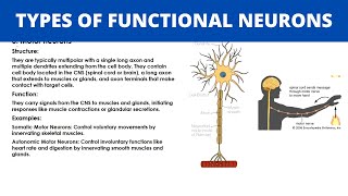 TYPES OF FUNCTIONAL NEURONS  Sensory Motor and Interneurons  Nervous System [upl. by Annoid]