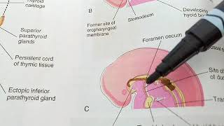 DEVELOPMENT OF THYROID GLAND in simple waych 9 klm embryology [upl. by Afnin]