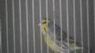 Hybride serin mozambique x canari [upl. by Sorci264]