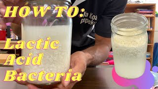 KNFHOW TO MAKE LAB  LACTIC ACID BACTERIA [upl. by Leonhard]