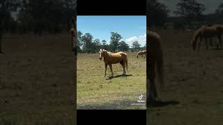 Caboolture Horse Sale quotTankquot [upl. by Yhtomit]